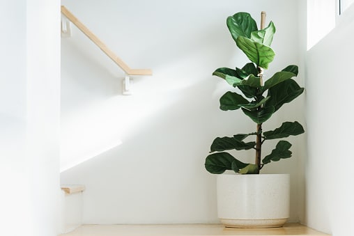 fiddle leaf fig in a pot