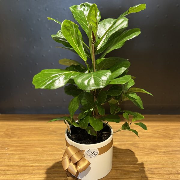 Fiddle Leaf Fig (Ficus Lyrata)