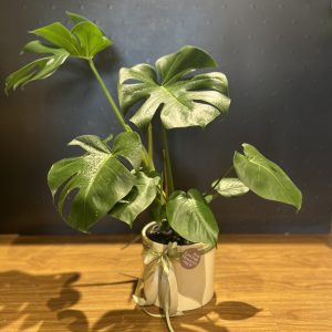 Monstera Deliciosa