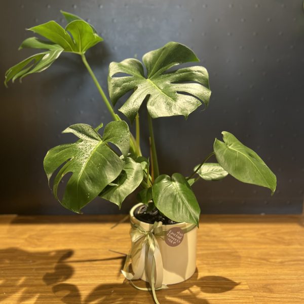 Monstera Deliciosa