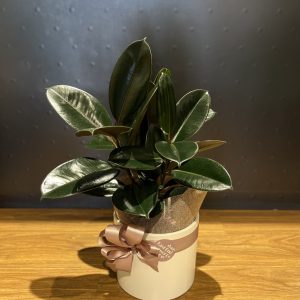 Ficus Burgundy