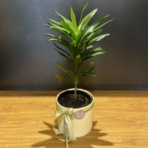 Cordyline Glauca
