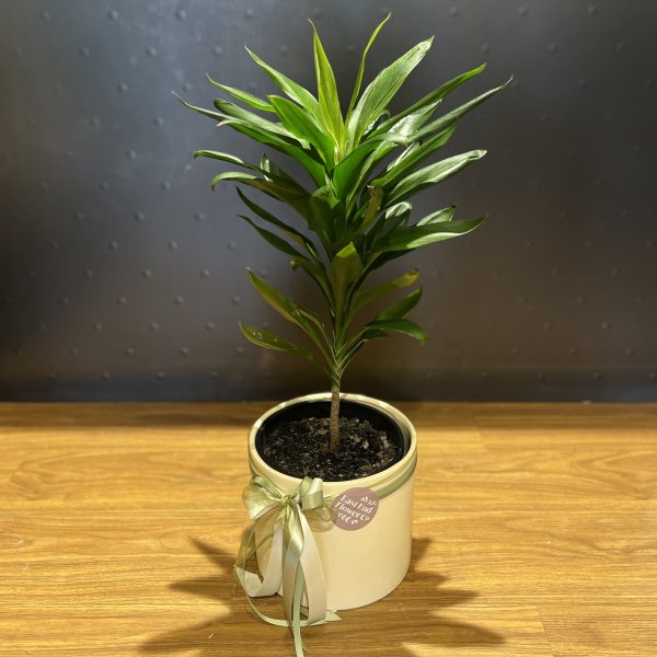 Cordyline Glauca
