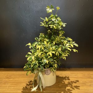 Schefflera Madame De Smit 200mm