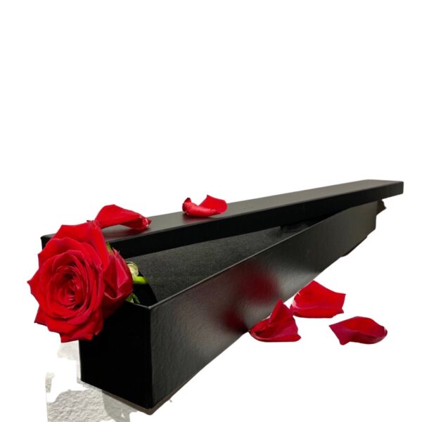 Red Rose in a box