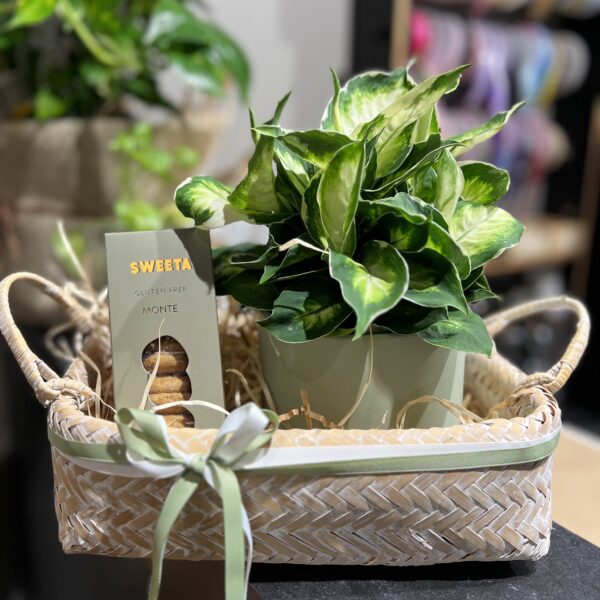 Sweet Plant Hamper