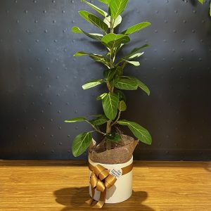 Ficus Audrey