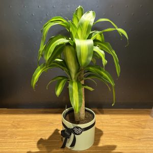 Dracaena Massangeana (Happy Plant)
